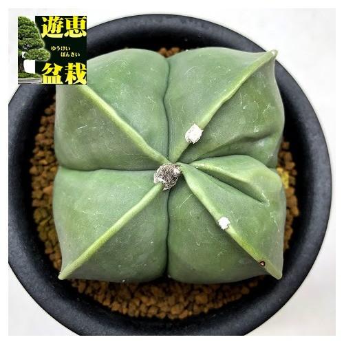 サボテン 碧瑠璃四角鸞鳳玉 へきるりしかくらんぽうぎょく 幅8ｃｍ 現品 一品限り S7080v 遊恵盆栽 Yahoo 店 通販 Yahoo ショッピング