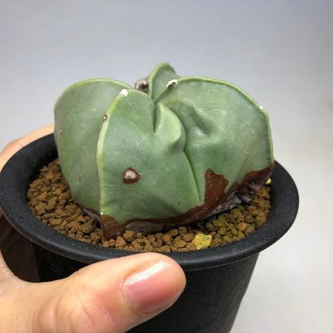 サボテン：碧瑠璃四角鸞鳳玉（へきるりしかくらんぽうぎょく）*幅8cm