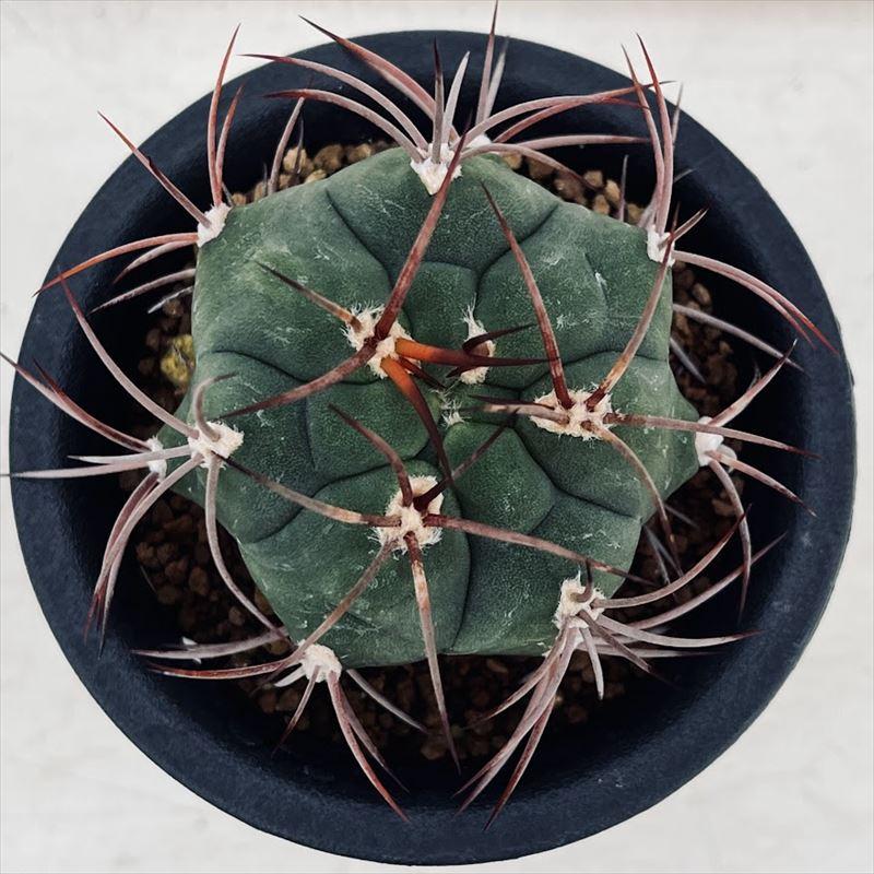 サボテン：ギムノカリキウム 天賜玉*S 幅4.5cm : 遊恵盆栽 Yahoo!店