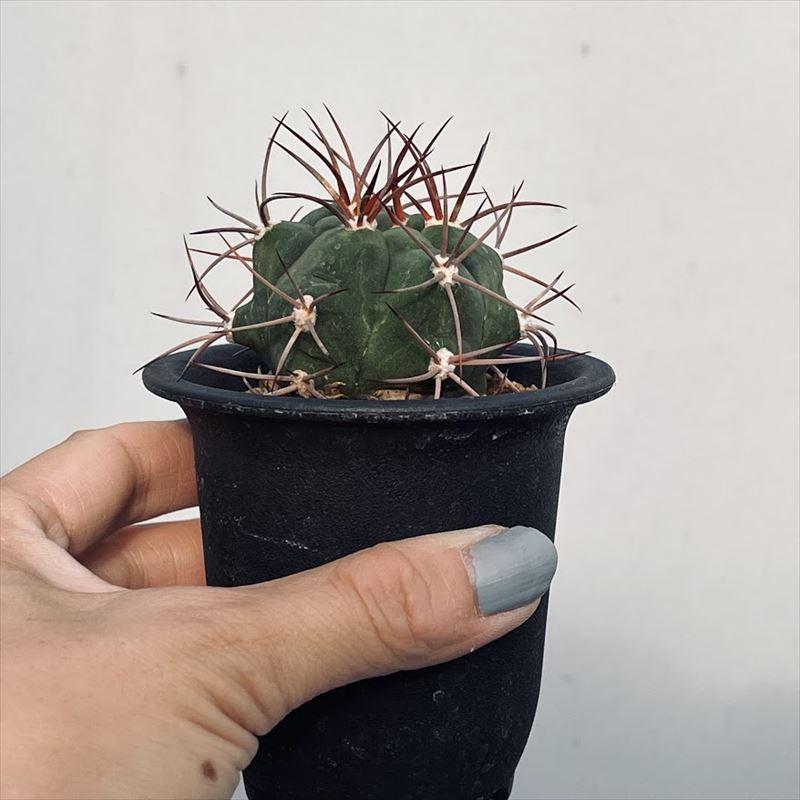 サボテン：ギムノカリキウム 天賜玉*S 幅4.5cm : 遊恵盆栽 Yahoo!店