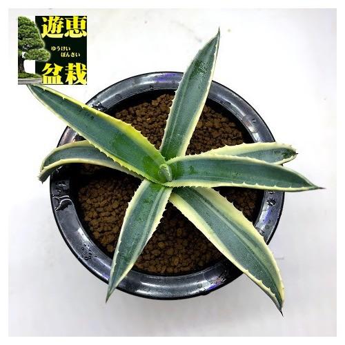 多肉植物：アガベ コーネリアス*幅14cm 現品！一品限り : 遊恵盆栽