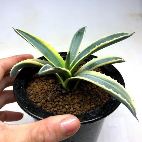 多肉植物：アガベ コーネリアス*幅14cm 現品！一品限り : 遊恵盆栽