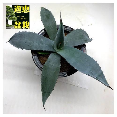 多肉植物  アガベ Amazon.co.jp: 多肉植物 アガベ (NHK趣味の園芸 12か月栽培ナビNEO