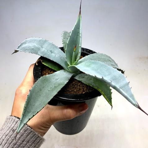 多肉植物：アガベ ギガンテンシス*幅22cm 現品！一品限り : 遊恵盆栽 