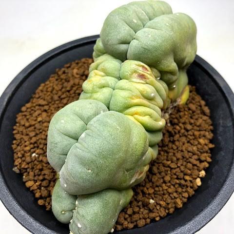 鉢植え☆送料込】ホワイトゴースト・綴化・サボテン（116㎝） Amazon