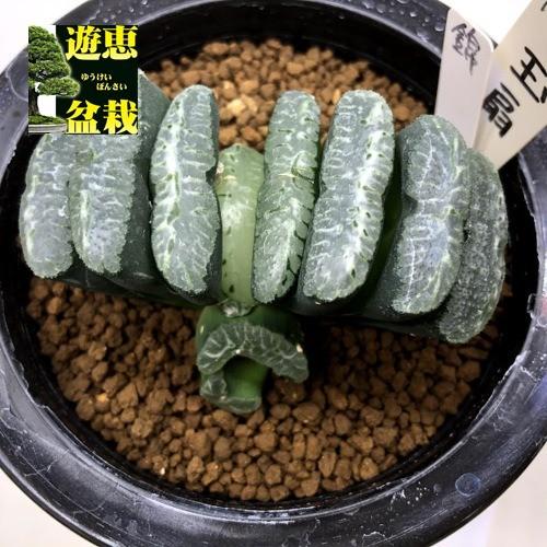上質で快適 多肉植物 ハオルチア 玉扇 幅7 5cm 現品 一品限り 楽天市場 Zoetalentsolutions Com