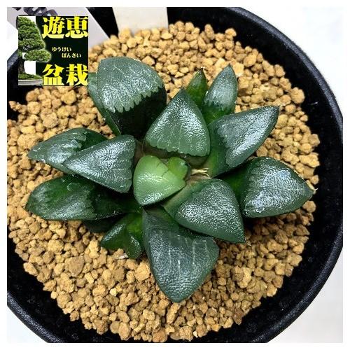 多肉植物：ハオルチア 丸葉コレクタ*幅6.5cm 現品！一品限り : 遊恵