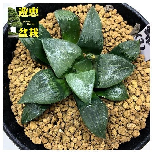 多肉植物：ハオルチア コンプトコレクタ*幅6cm 現品！一品限り : 遊恵