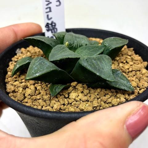 多肉植物：ハオルチア コンプトコレクタ*幅6cm 現品！一品限り : 遊恵
