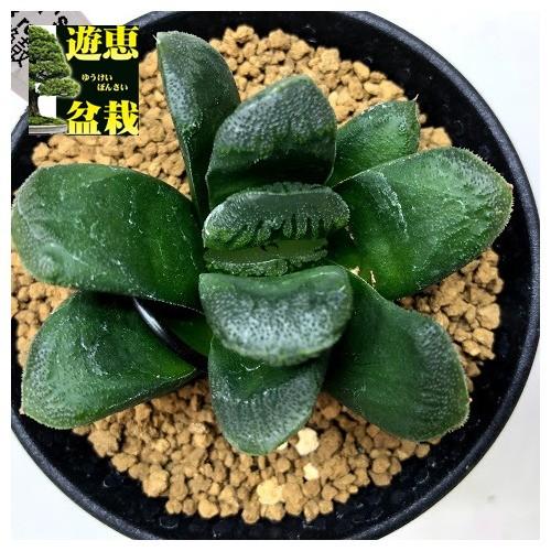 多肉植物：ハオルチア 静鼓（せいこ）*幅6cm 現品！一品限り : 遊恵