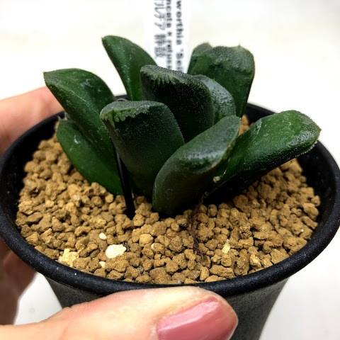 多肉植物：ハオルチア 静鼓（せいこ）*幅6cm 現品！一品限り : 遊恵