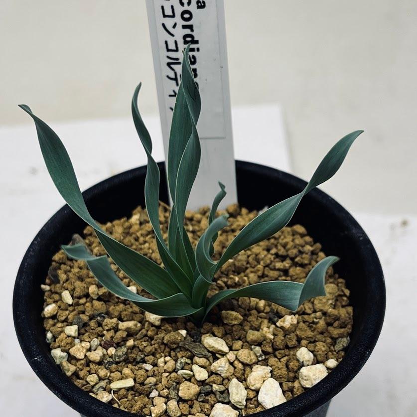 球根植物 アルブカ コンコルディアナ 葉幅7cm S74v 遊恵盆栽 Yahoo 店 通販 Yahoo ショッピング