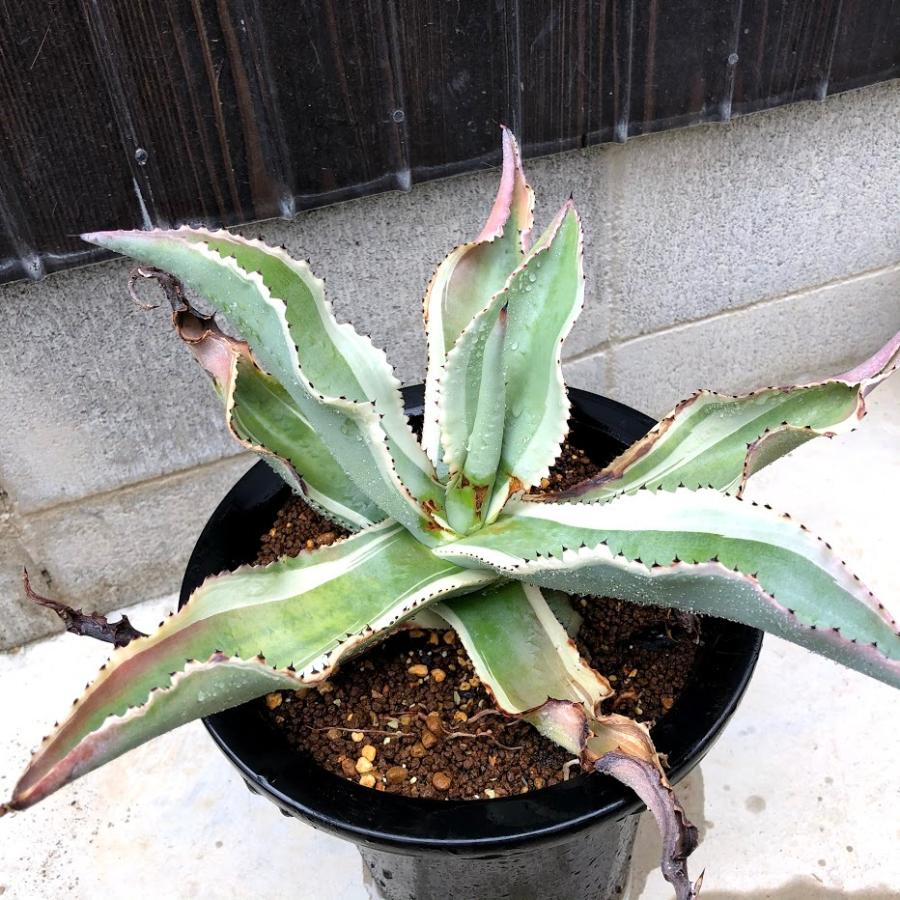 多肉植物：アガベ ジプソフィラ錦 アイボリーカール*幅32cm 現品