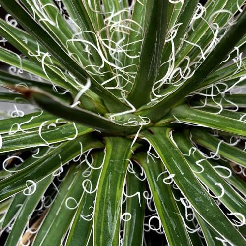 アガベ　滝の白糸錦*幅21ｃｍ　現品！一品限り 商品情報