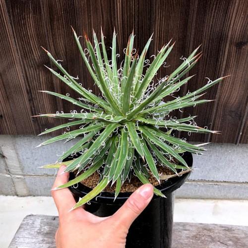 アガベ　滝の白糸錦*幅21ｃｍ　現品！一品限り 商品情報