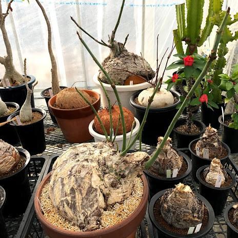 塊根植物：プセウド ボンバックス エリプティカム*塊幅30cm 現品！一品