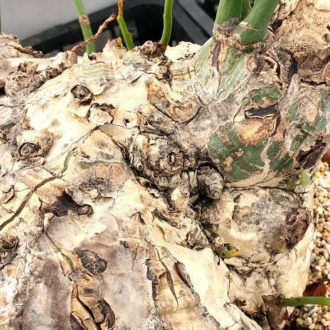 塊根植物 プセウド ボンバックス エリプティカム 塊幅30cm 現品 一品限り S7229v 遊恵盆栽 Yahoo 店 通販 Yahoo ショッピング