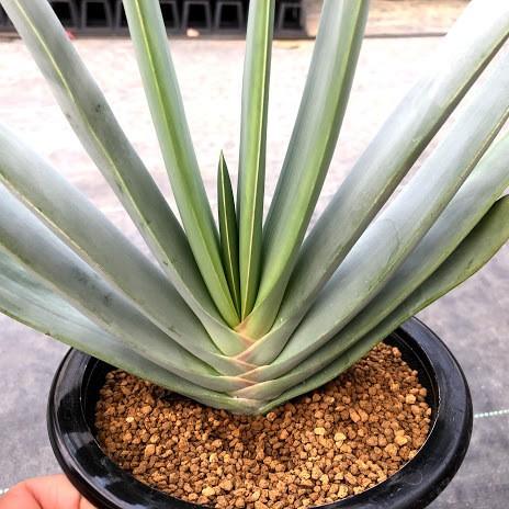 多肉植物 アロエ プリカティリス 幅28ｃｍ 現品 一品限り S7236v 遊恵盆栽 Yahoo 店 通販 Yahoo ショッピング