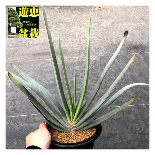 多肉植物：アロエ プリカティリス*幅40cm 現品！一品限り : 遊恵盆栽