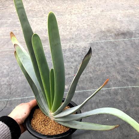 多肉植物：アロエ プリカティリス*幅40cm 現品！一品限り : 遊恵盆栽