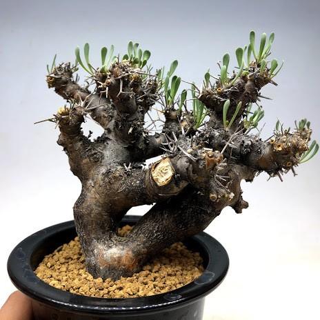 コーデックス：オトンナ ユーフォルビオイデス 黒鬼城*葉幅15cm 現品