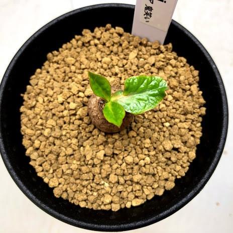 コーデックス：ユーフォルビア エクロニー 鬼笑い*塊幅2cm 現品