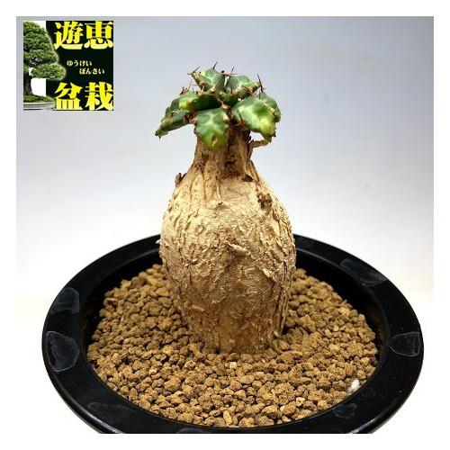 コーデックス ユーフォルビア ステラータ 飛竜 塊幅4ｃｍ 現品 一品限り S7254v 遊恵盆栽 Yahoo 店 通販 Yahoo ショッピング