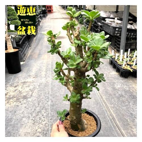 コーデックス：チレコドン パニクラーツス 阿房宮*葉幅18cm 現品