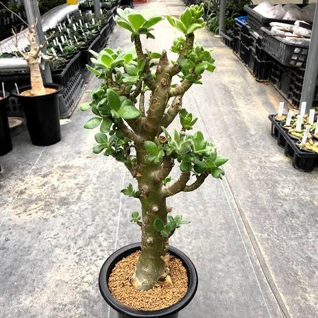 極太　チレコドン　パニクラーツス　阿房宮　塊根植物 約30cm 極太 チレコドン パニクラーツス 阿房宮 塊根植物 約30cm