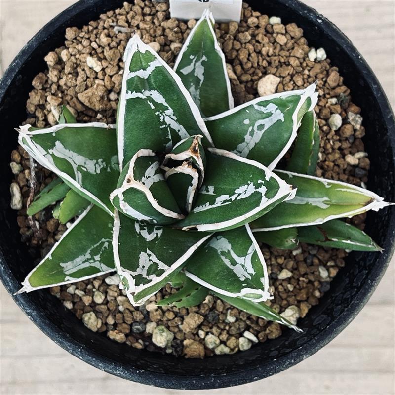 多肉植物：アガベ 笹の雪*M 幅7cm : 遊恵盆栽 Yahoo!店 - 通販