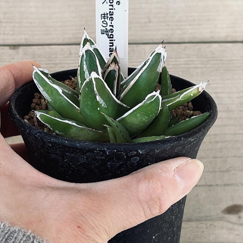 多肉植物：アガベ 笹の雪*M 幅7cm : 遊恵盆栽 Yahoo!店 - 通販