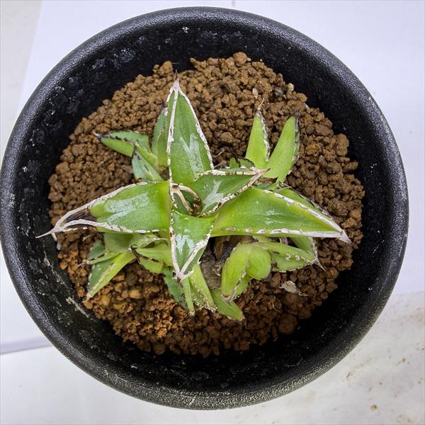 多肉植物：アガベ 姫笹の雪*S 幅5cm : 遊恵盆栽 Yahoo!店 - 通販