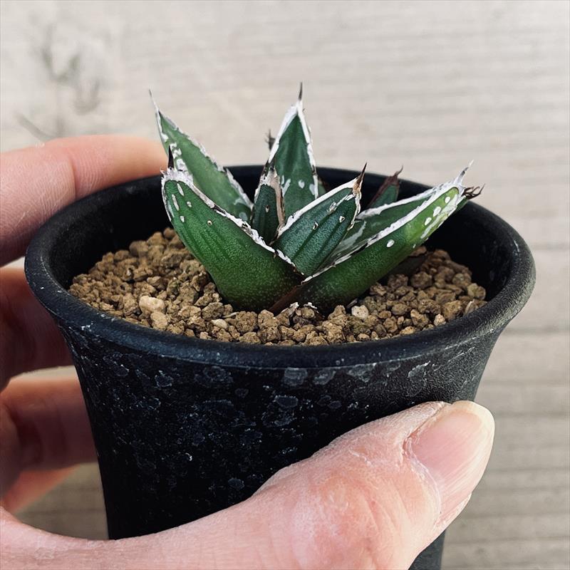 多肉植物:アガベ 姫笹の雪*S 幅5cm : 遊恵盆栽 Yahoo!店 多肉植物:アガベ 姫笹の雪*S 幅5cm : 遊恵盆栽 Yahoo!店