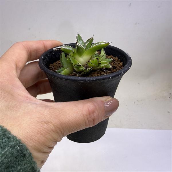 多肉植物：アガベ 姫笹の雪*S 幅5cm : 遊恵盆栽 Yahoo!店 - 通販