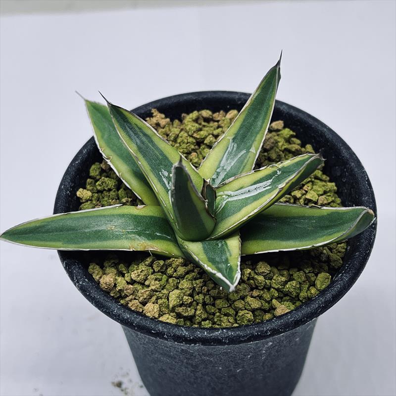 多肉植物:アガベ 笹の雪錦 黄覆輪*S 幅8.5cm : 遊恵盆栽 多肉植物:アガベ 笹の雪錦 黄覆輪*S 幅8.5cm : 遊恵盆栽