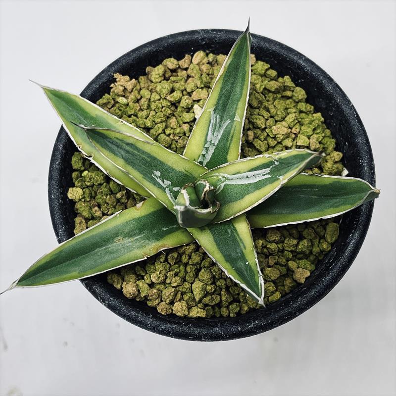 アガベ 笹の雪 姫笹の雪錦 2株セット アガベ 姫笹の雪錦 ② | hanayoshi-botanical