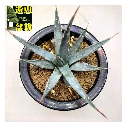 多肉植物：アガベ ユタエンシス ネバデンシス 青磁炉*幅*幅12cm 現品