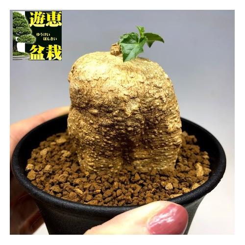 コーデックス：ケドロスティス　アフリカーナ*塊根幅4.5ｃｍ　現品！一品限り :s7308v:遊恵盆栽　Yahoo!店 - 通販 -  Yahoo!ショッピング
