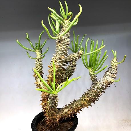 チレコドン　ワリチー　トリプルヘッド 現地球　大株　発根活着済み（鉢付き） チレコドン ワリチー トリプルヘッド 現地球 大株 発根活着済み