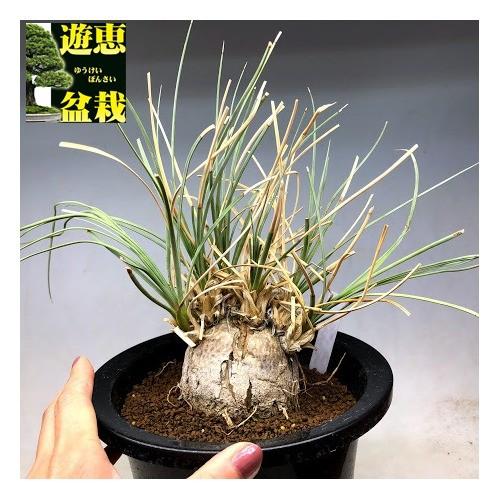 メキシカンプランツ：カリバナス　フーケリー*葉幅35ｃｍ　現品！一品限り