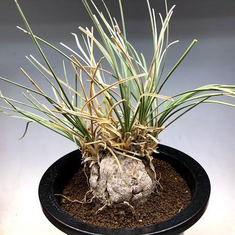 メキシカンプランツ：カリバナス　フーケリー*葉幅35ｃｍ　現品！一品限り 商品情報