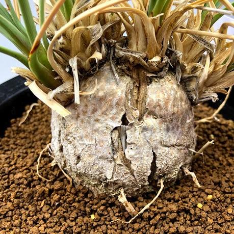 メキシカンプランツ：カリバナス　フーケリー*葉幅35ｃｍ　現品！一品限り 商品情報