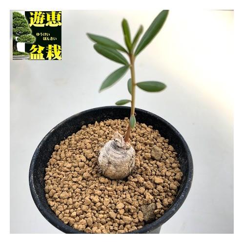 コーデックス：タリナム カフルム*塊根幅2cm 現品！一品限り : 遊恵