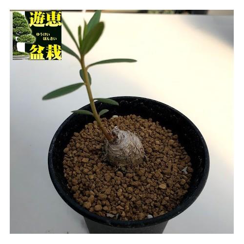 コーデックス:タリナム カフルム*塊根幅2cm 現品!一品限り コーデックス:タリナム カフルム*塊根幅2cm 現品!一品限り