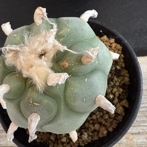 サボテン：ロフォフォラ ディフューサ 翠冠玉*M 幅6cm : 遊恵盆栽