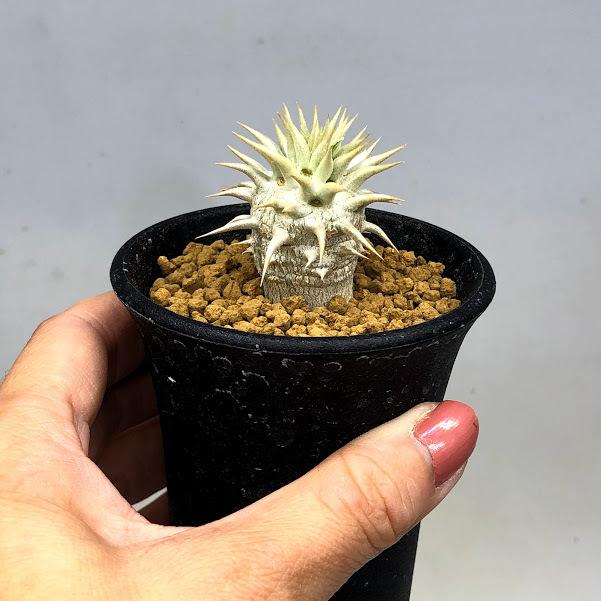 コーデックス：パキポディウム エブレネウム*L 幅3cm ☆赤松実生