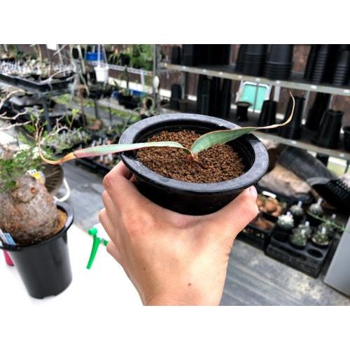 多肉植物：ウェルウィッチア ミラビス 奇想天外*幅15ｃｍ　現品！一品限り　※葉に傷あり 商品情報