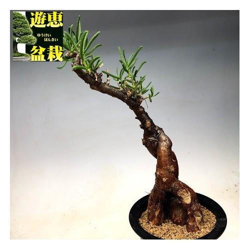 コーデックス：メストクレマ ツベローサム*幅11cm 現品！一品限り