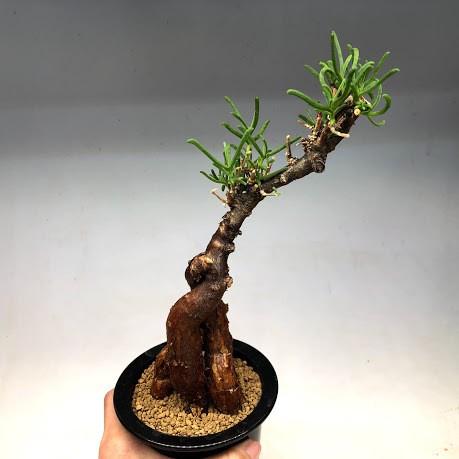 コーデックス：メストクレマ ツベローサム*幅11cm 現品！一品限り