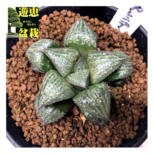 多肉植物：ハオルチア 丸山スプレンデンス*幅5.5cm : 遊恵盆栽 Yahoo